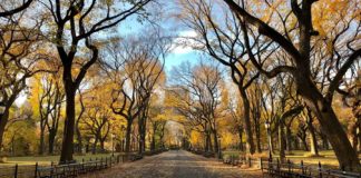 Manage-Your-Trees-in-the-Commercial-Places-on-readcrazy