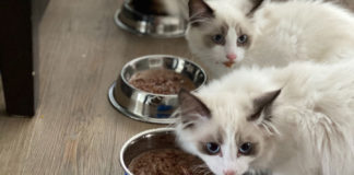 Your-Ultimate-Pet-Food-Bowl-Buying-Guide-In-2021-on-readcrazy