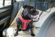 Learn-the-Way-to-Choose-the-Right-Dog-Seat-Cover-for-Your-Needs-on-readcrazy