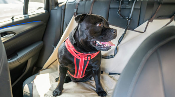 Learn-the-Way-to-Choose-the-Right-Dog-Seat-Cover-for-Your-Needs-on-readcrazy